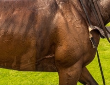 Muscles Cheval