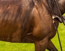 Muscles Cheval