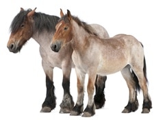 Immunité du Cheval