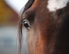 Système nerveux Cheval