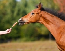 Friandises Cheval