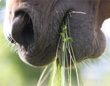 Homéopathie Cheval