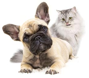 chienchat