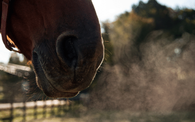 Mon cheval a des problèmes respiratoires l’hiver à cause du froid. Que faire ?