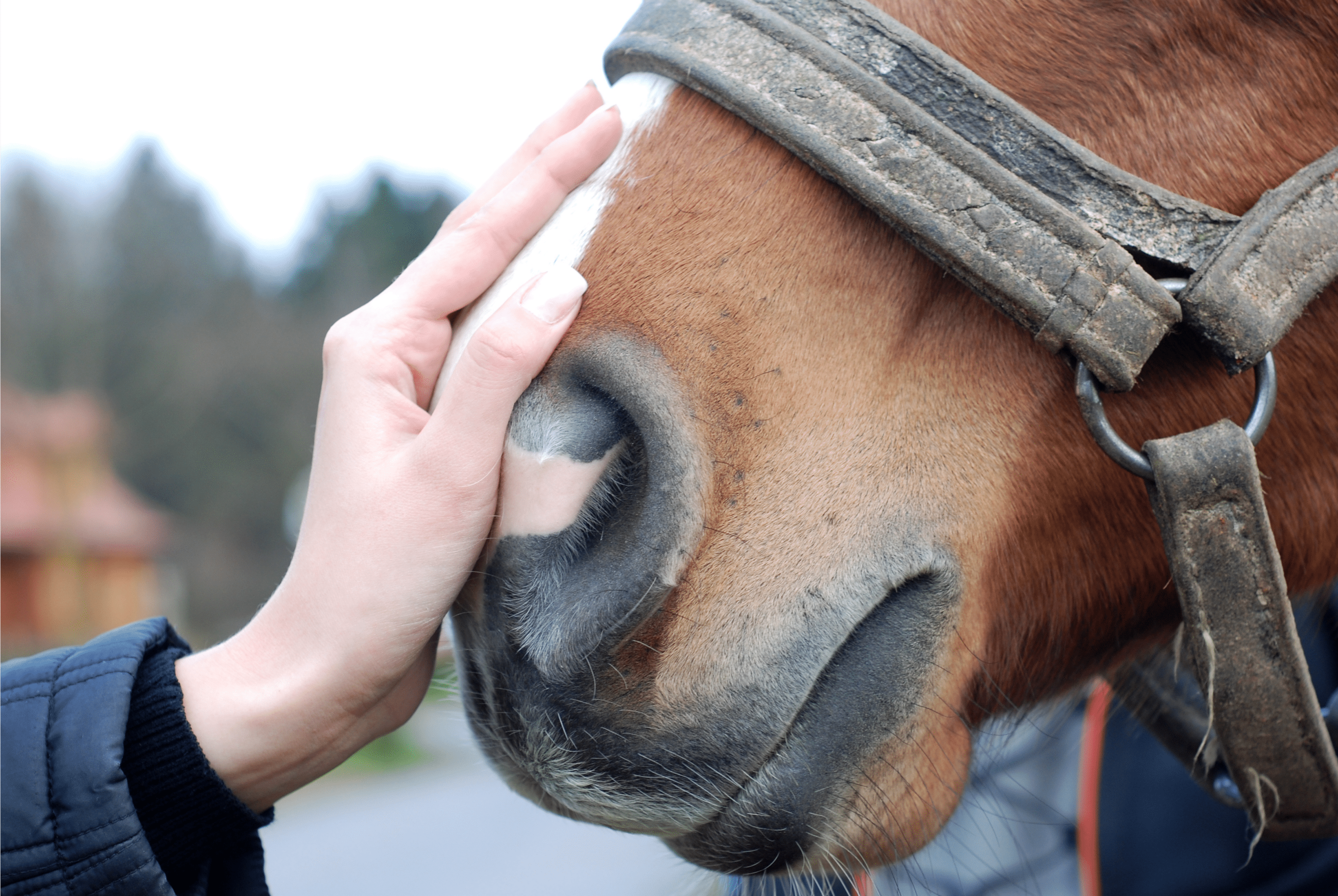 L'arthrose chez le cheval : symptômes, causes et traitements - Reverdy