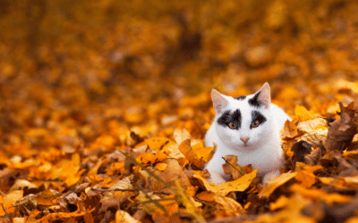Préparer son chat à l’automne
