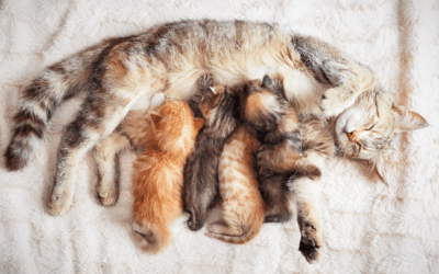 Bien alimenter sa chatte en gestation, lactation et ses chatons
