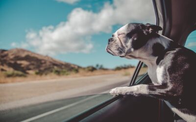 Comment bien voyager en voiture avec son chien ?