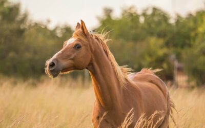 Les déficiences immunitaires du cheval