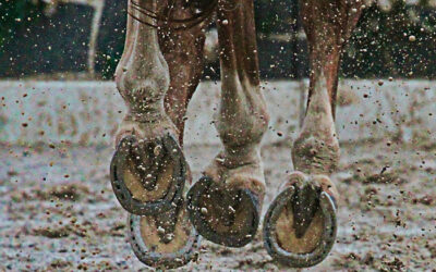 Protection des pieds des chevaux en hiver