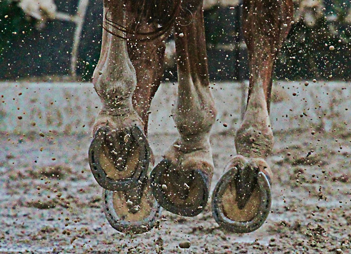 Protection des pieds des chevaux en hiver
