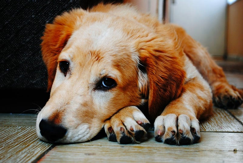 La désinfection des pattes chez le chien