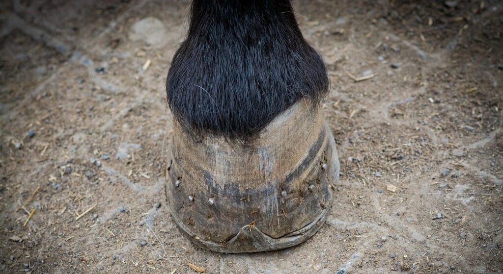 Seimes et bleimes chez le cheval - Véto Malin