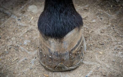 Seimes et bleimes chez le cheval